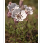 Silène enflé (Silene vulgaris subsp. maritima)