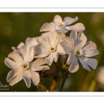 Silène enflé (Silene vulgaris subsp. maritima)