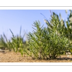 soude maritime (Suaeda maritima)