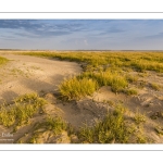 Spartine de Towsend, plante colonisatrice en baie de Somme