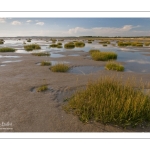 Touffes de Spartine de Townsend en Baie de Somme