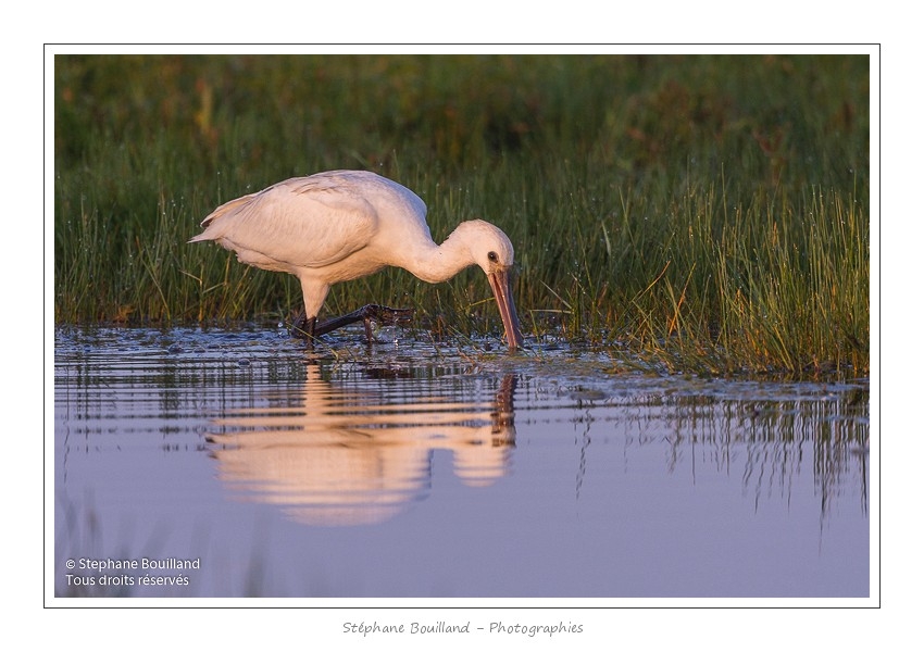 Spatule_blanche_09_09_2015_005-border