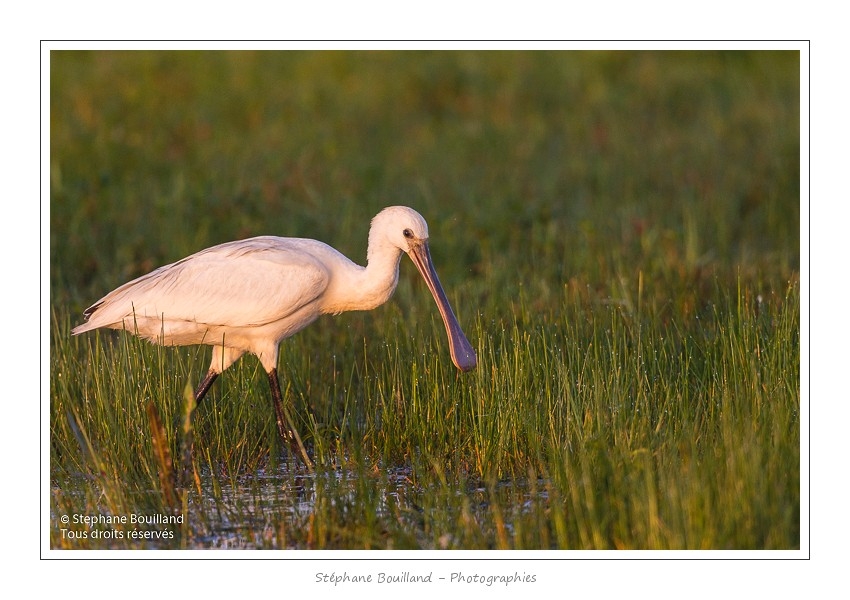 Spatule_blanche_09_09_2015_008-border
