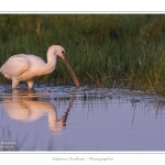 Spatule_blanche_09_09_2015_004-border