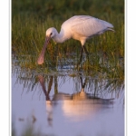 Spatule_blanche_09_09_2015_009-border
