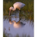 Spatule_blanche_09_09_2015_010-border