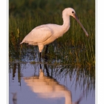 Spatule_blanche_09_09_2015_011-border