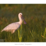 Spatule_blanche_09_09_2015_012-border