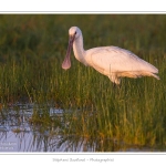 Spatule_blanche_09_09_2015_014-border