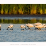 Spatules_20_07_2016_059-border