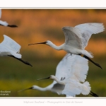 Spatules_blanches_19_07_2016_010-border