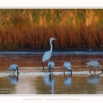 Spatules_blanches_19_07_2016_036-border