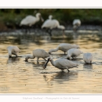 Spatules_blanches_19_07_2016_039-border