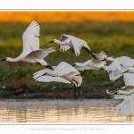 Spatules_blanches_19_07_2016_048-border