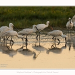 Spatules_blanches_19_07_2016_056-border