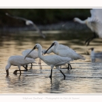 Spatules_blanches_19_07_2016_068-border
