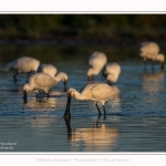 Spatules_blanches_19_07_2016_070-border