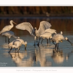 Spatules_blanches_19_07_2016_095-border