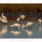 Spatules_blanches_19_07_2016_138-border