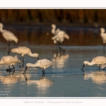 Spatules_blanches_19_07_2016_143-border
