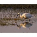 Spatule blanche (Platalea leucorodia - Eurasian Spoonbill)