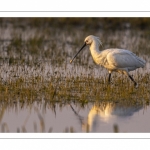 Spatule blanche (Platalea leucorodia - Eurasian Spoonbill)