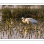 Spatule blanche (Platalea leucorodia - Eurasian Spoonbill)