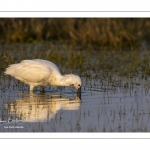 Spatule blanche (Platalea leucorodia - Eurasian Spoonbill)