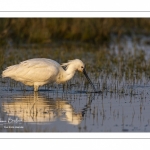 Spatule blanche (Platalea leucorodia - Eurasian Spoonbill)