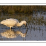 Spatule blanche (Platalea leucorodia - Eurasian Spoonbill)