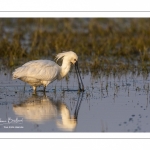 Spatule blanche (Platalea leucorodia - Eurasian Spoonbill)