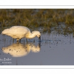 Spatule blanche (Platalea leucorodia - Eurasian Spoonbill)