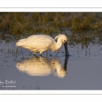 Spatule blanche (Platalea leucorodia - Eurasian Spoonbill)