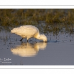 Spatule blanche (Platalea leucorodia - Eurasian Spoonbill)