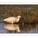 Spatule blanche (Platalea leucorodia - Eurasian Spoonbill)