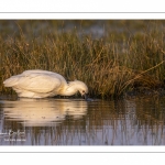 Spatule blanche (Platalea leucorodia - Eurasian Spoonbill)