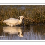 Spatule blanche (Platalea leucorodia - Eurasian Spoonbill)