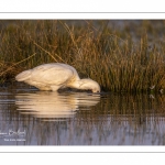 Spatule blanche (Platalea leucorodia - Eurasian Spoonbill)