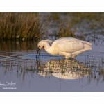 Spatule blanche (Platalea leucorodia - Eurasian Spoonbill)