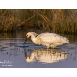 Spatule blanche (Platalea leucorodia - Eurasian Spoonbill)