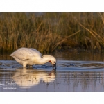 Spatule blanche (Platalea leucorodia - Eurasian Spoonbill)