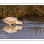 Spatule blanche (Platalea leucorodia - Eurasian Spoonbill)