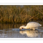 Spatule blanche (Platalea leucorodia - Eurasian Spoonbill)