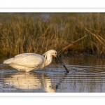 Spatule blanche (Platalea leucorodia - Eurasian Spoonbill)