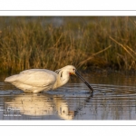 Spatule blanche (Platalea leucorodia - Eurasian Spoonbill)