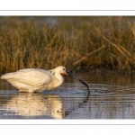 Spatule blanche (Platalea leucorodia - Eurasian Spoonbill)