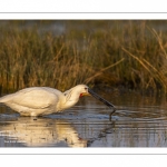 Spatule blanche (Platalea leucorodia - Eurasian Spoonbill)