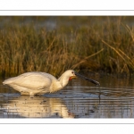 Spatule blanche (Platalea leucorodia - Eurasian Spoonbill)