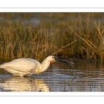 Spatule blanche (Platalea leucorodia - Eurasian Spoonbill)