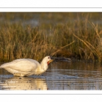 Spatule blanche (Platalea leucorodia - Eurasian Spoonbill)